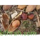 بذور البونجاميا - Derris Indica بذور البونجاميا - Derris Indica