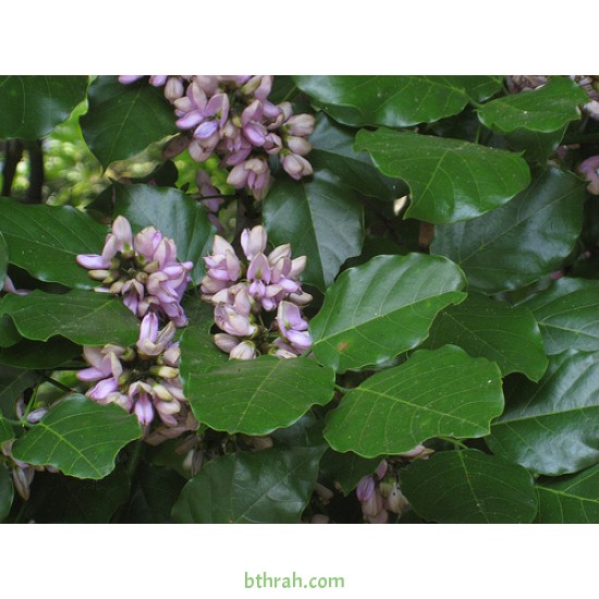 بذور البونجاميا - Derris Indica بذور البونجاميا - Derris Indica
