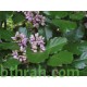 بذور البونجاميا - Derris Indica بذور البونجاميا - Derris Indica