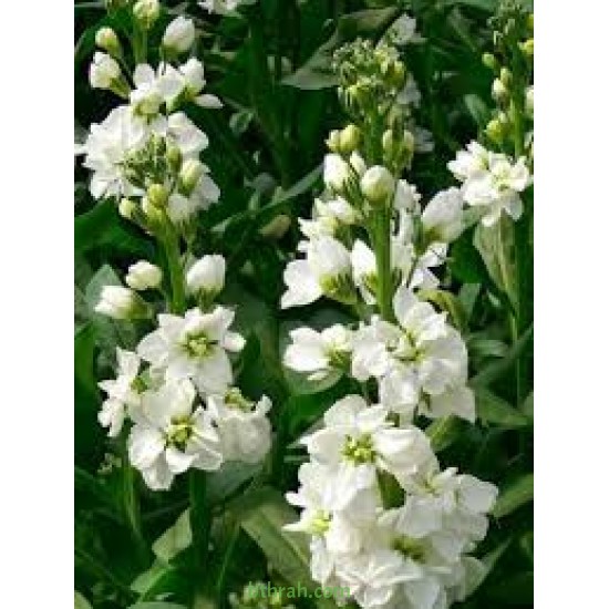 بذور البونجاميا - Derris Indica بذور البونجاميا - Derris Indica