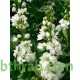 بذور البونجاميا - Derris Indica بذور البونجاميا - Derris Indica