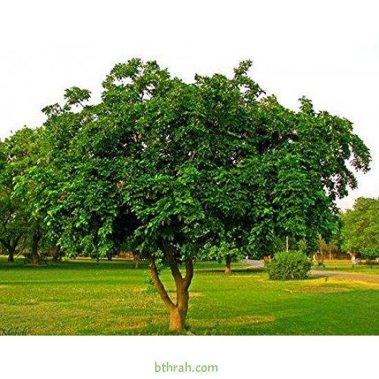 بذور البونجاميا - Derris Indica بذور البونجاميا - Derris Indica