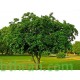 بذور البونجاميا - Derris Indica بذور البونجاميا - Derris Indica