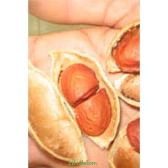 بذور البونجاميا - Derris Indica بذور البونجاميا - Derris Indica