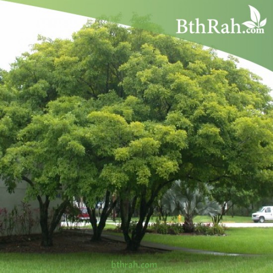 بذور البونجاميا - Derris Indica بذور البونجاميا - Derris Indica