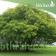 بذور البونجاميا - Derris Indica بذور البونجاميا - Derris Indica