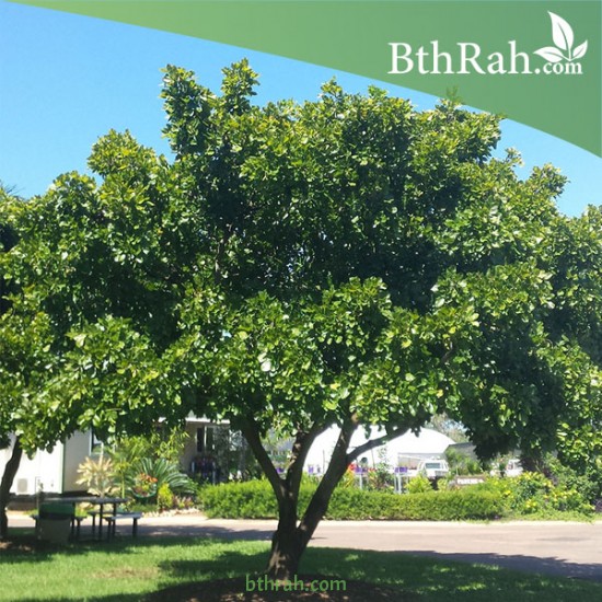 بذور البونجاميا - Derris Indica بذور البونجاميا - Derris Indica