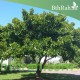 بذور البونجاميا - Derris Indica بذور البونجاميا - Derris Indica
