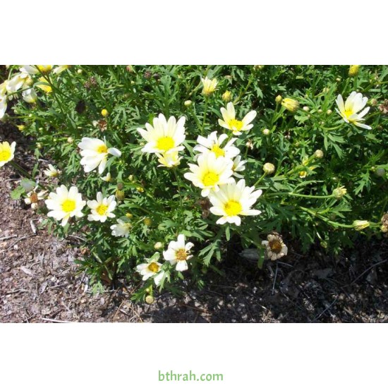 بذور زهور مارجريت (Argyranthemum frutescen) بذور زهور مارجريت (Argyranthemum frutescen)