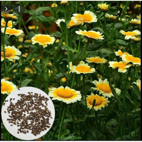 بذور زهور مارجريت (Argyranthemum frutescen)