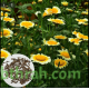 بذور زهور مارجريت (Argyranthemum frutescen)