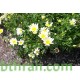 بذور زهور مارجريت (Argyranthemum frutescen)