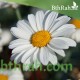 بذور زهور مارجريت (Argyranthemum frutescen)