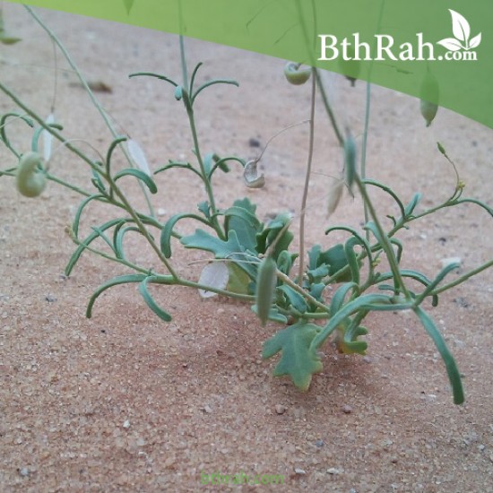 بذور القليقلان-Savignya Parviflora بذور القليقلان-Savignya Parviflora