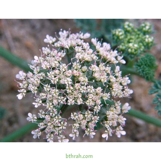 بذور البسباس (Anisosciadium) بذور البسباس (Anisosciadium)