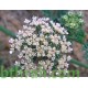 بذور البسباس (Anisosciadium) بذور البسباس (Anisosciadium)