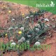 بذور البسباس (Anisosciadium) بذور البسباس (Anisosciadium)