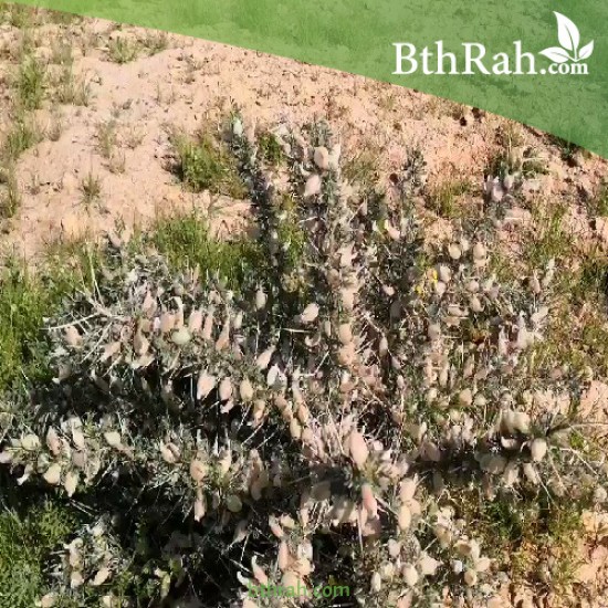 بذور القتاد (Astragalus Mollis) بذور القتاد (Astragalus Mollis)