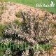 بذور القتاد (Astragalus Mollis) بذور القتاد (Astragalus Mollis)