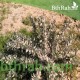 بذور القتاد (Astragalus Mollis) بذور القتاد (Astragalus Mollis)