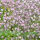 بذور الجيبسوفيلا - Gypsophila بذور الجيبسوفيلا - Gypsophila