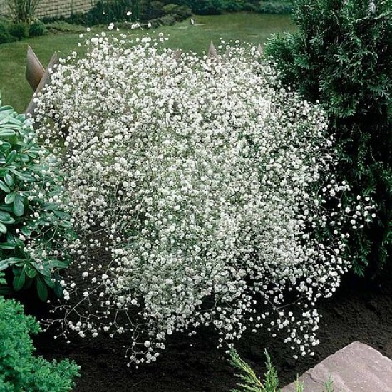 بذور الجيبسوفيلا - Gypsophila بذور الجيبسوفيلا - Gypsophila