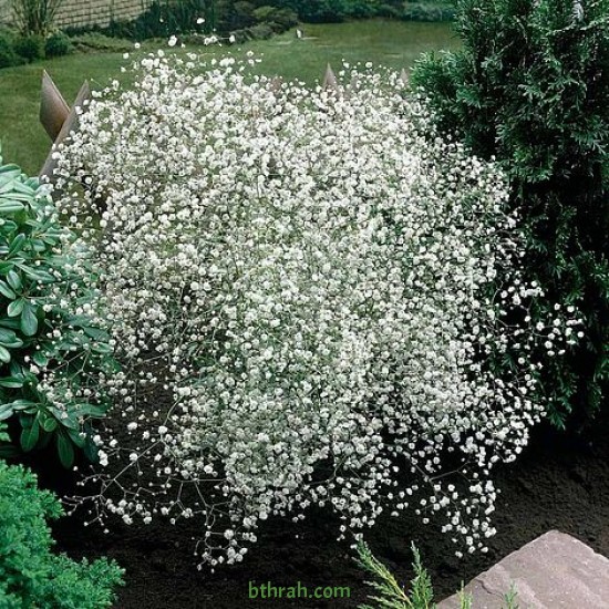 بذور الجيبسوفيلا - Gypsophila بذور الجيبسوفيلا - Gypsophila