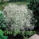 بذور الجيبسوفيلا - Gypsophila بذور الجيبسوفيلا - Gypsophila