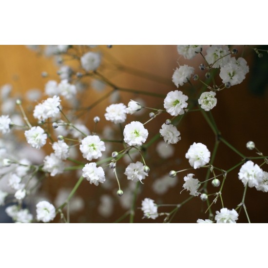 بذور الجيبسوفيلا - Gypsophila بذور الجيبسوفيلا - Gypsophila