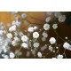 بذور الجيبسوفيلا - Gypsophila بذور الجيبسوفيلا - Gypsophila