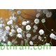 بذور الجيبسوفيلا - Gypsophila بذور الجيبسوفيلا - Gypsophila