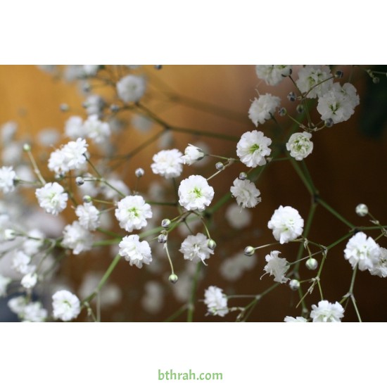 بذور الجيبسوفيلا - Gypsophila بذور الجيبسوفيلا - Gypsophila
