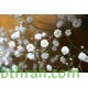 بذور الجيبسوفيلا - Gypsophila بذور الجيبسوفيلا - Gypsophila