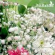 بذور الجيبسوفيلا - Gypsophila بذور الجيبسوفيلا - Gypsophila