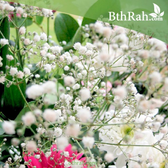 بذور الجيبسوفيلا - Gypsophila بذور الجيبسوفيلا - Gypsophila