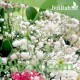 بذور الجيبسوفيلا - Gypsophila بذور الجيبسوفيلا - Gypsophila