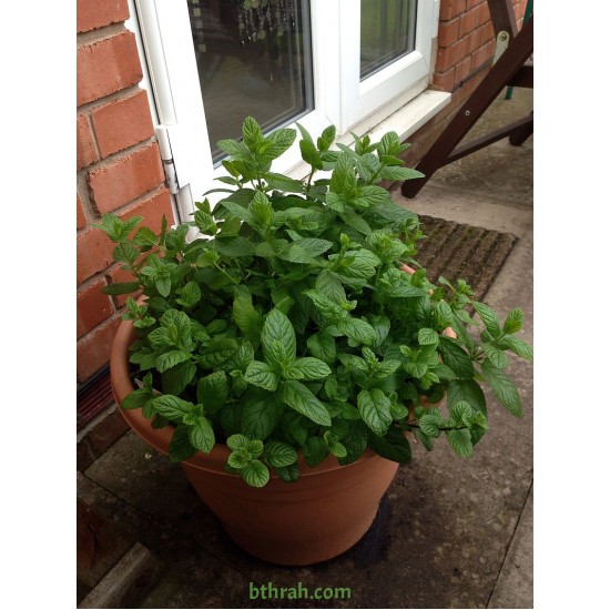 بذور النعناع (Mentha) بذور النعناع (Mentha)