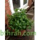 بذور النعناع (Mentha) بذور النعناع (Mentha)