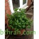 بذور النعناع (Mentha) بذور النعناع (Mentha)