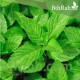 بذور النعناع (Mentha) بذور النعناع (Mentha)