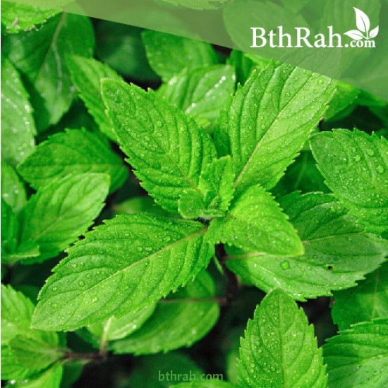 بذور النعناع (Mentha) بذور النعناع (Mentha)
