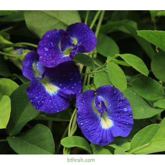 بذور متسلقة الشاي الأزرق - Clitoria ternatea بذور متسلقة الشاي الأزرق - Clitoria ternatea