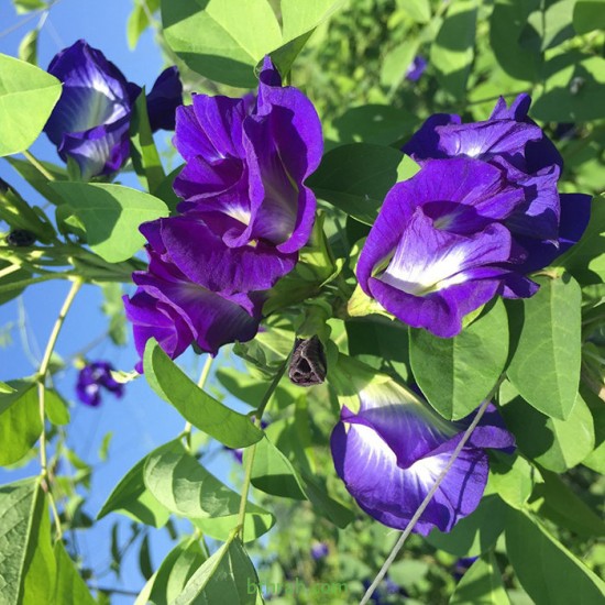 بذور متسلقة الشاي الأزرق - Clitoria ternatea بذور متسلقة الشاي الأزرق - Clitoria ternatea