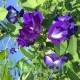 بذور متسلقة الشاي الأزرق - Clitoria ternatea بذور متسلقة الشاي الأزرق - Clitoria ternatea