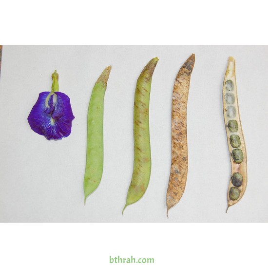 بذور متسلقة الشاي الأزرق - Clitoria ternatea بذور متسلقة الشاي الأزرق - Clitoria ternatea
