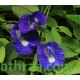بذور متسلقة الشاي الأزرق - Clitoria ternatea بذور متسلقة الشاي الأزرق - Clitoria ternatea