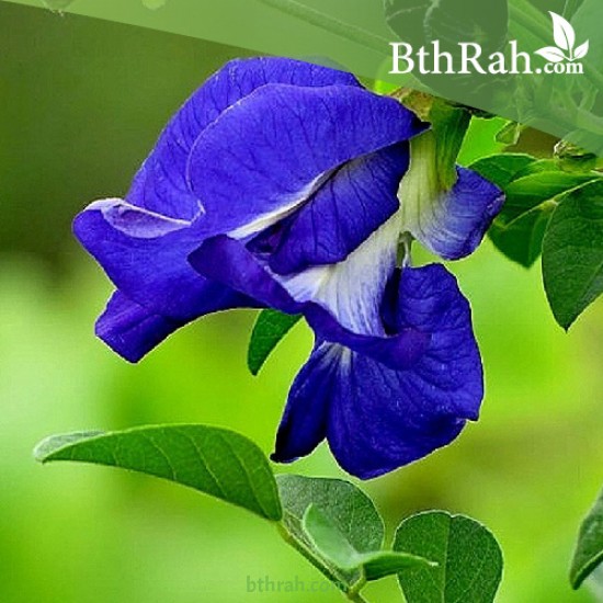 بذور متسلقة الشاي الأزرق - Clitoria ternatea بذور متسلقة الشاي الأزرق - Clitoria ternatea