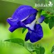 بذور متسلقة الشاي الأزرق - Clitoria ternatea بذور متسلقة الشاي الأزرق - Clitoria ternatea