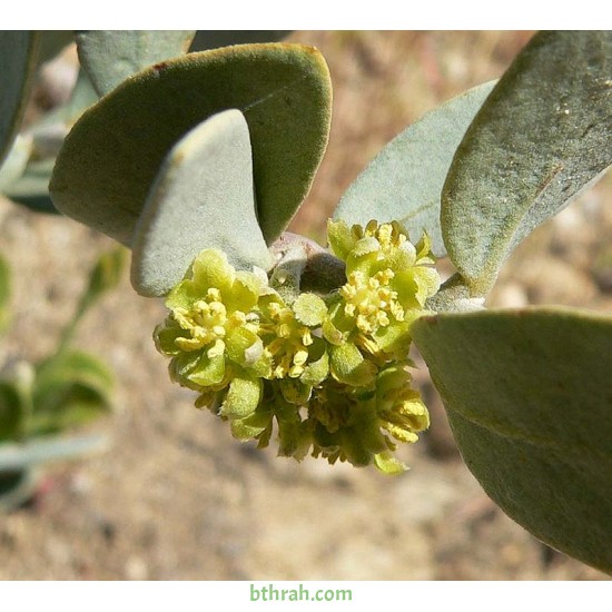 بذور الجوجوبا - Simmondsia chinensis بذور الجوجوبا - Simmondsia chinensis
