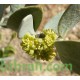 بذور الجوجوبا - Simmondsia chinensis بذور الجوجوبا - Simmondsia chinensis